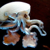 DyerislandViewSeafrontAccommodation-Wildlife