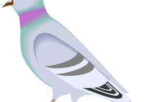 Gansbaai Posduifklub (17 Sept 2015)