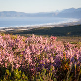 The floral landscape of Grootbos with Walker Bay in the background