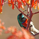 Prolific Birdlife On Grootbos Reserve - Grootbos Private Nature Reserve - Xplorioâ„¢ Gansbaai 
