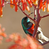 Prolific Birdlife On Grootbos Reserve - Grootbos Private Nature Reserve - Xplorioâ„¢ Gansbaai 