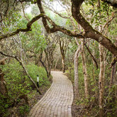 Enchanted Forest Pathways Through The Milkwoods - Grootbos Private Nature Reserve - Xplorioâ„¢ Gansbaai 
