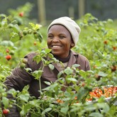 Organic Food Production At Grootbos - Grootbos Private Nature Reserve - Xplorioâ„¢ Gansbaai 