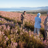 Guided walks through the Grootbos reserve