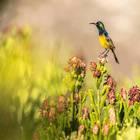 Bird Watching - Grootbos Private Nature Reserve - Xplorioâ„¢ Gansbaai