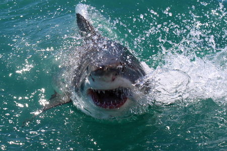 20151119_SF_Trip1_MBarron_IMG_00088