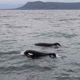Gansbaai Orca Sightings 31 Oct 2015