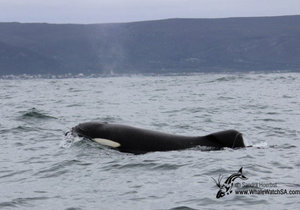 Killer Whales in Gansbaai, South Africa