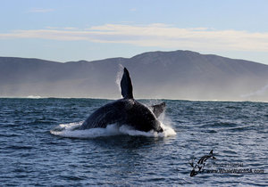 Eco & Marine Big 5 tours