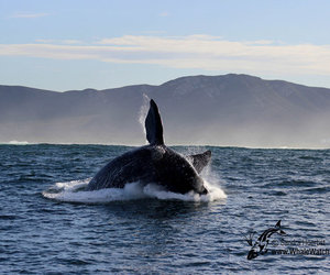 Eco & Marine Big 5 tours