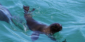 Cape Fur Seal
