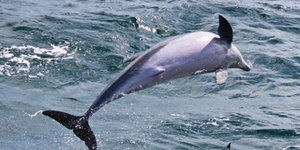 Bottlenose Dolphin