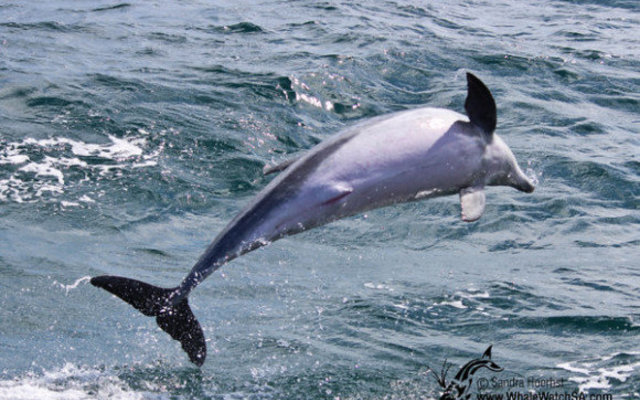 Bottlenose Dolphin