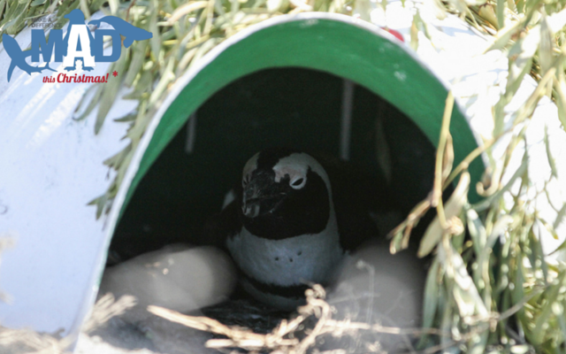 Penguin Nests