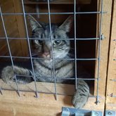 Dexter up for adoption