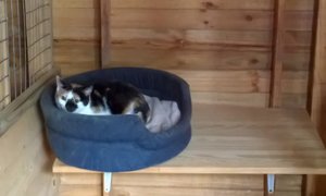 Mina in need of a home.