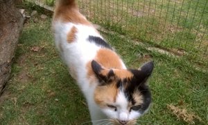 Diva looking for a home.