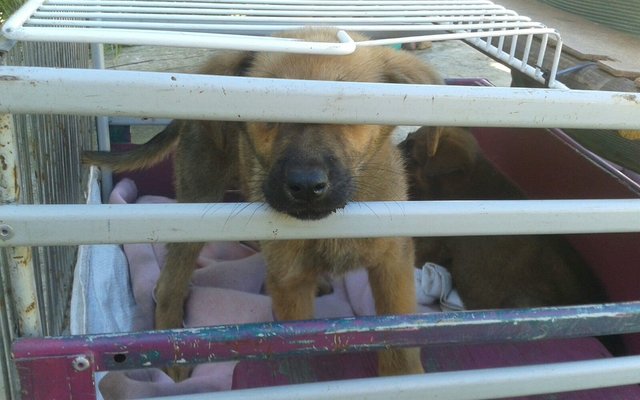 Bobby in his home made taxi.