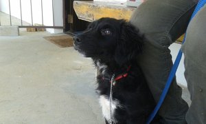 Border Collie X Bread