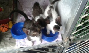 Master Jack, Crinkle Cur and Domino