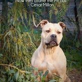 Do not blame the animal, blame the human. 