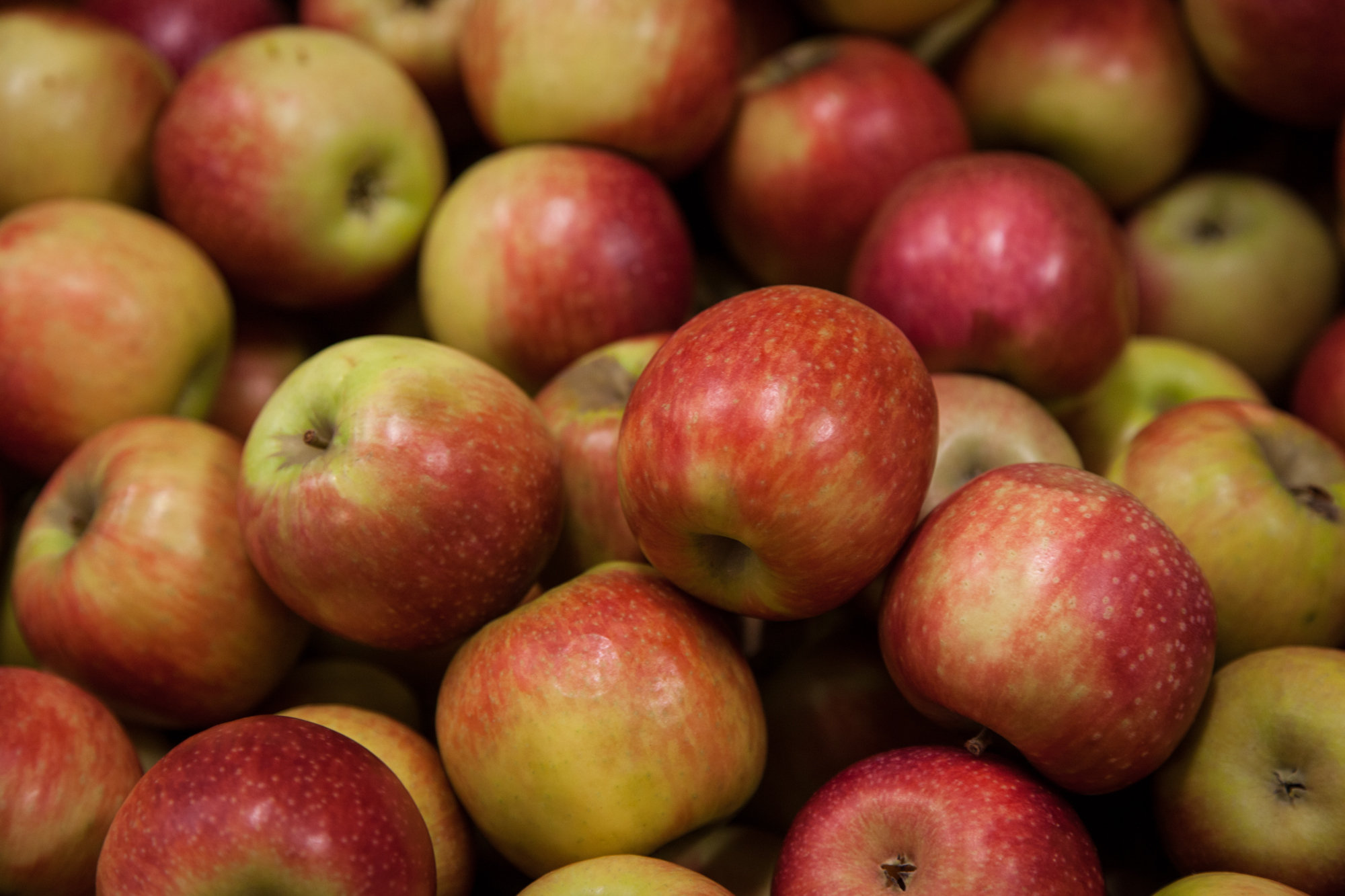 Grabouw-Elgin-Apples