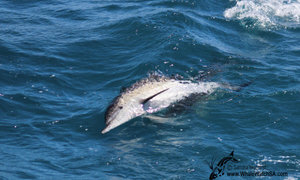 Daily Trip U6 February 2016