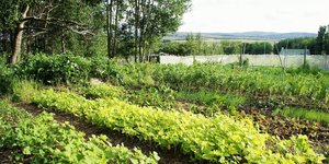 food garden