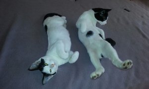 Crinkle Cut and Domino doing great