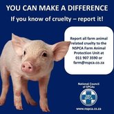 Report Cruelty.
