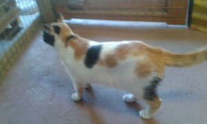 Diva looking for a home.