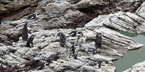 Stony Point Penguin Sanctuary in Betty's Bay