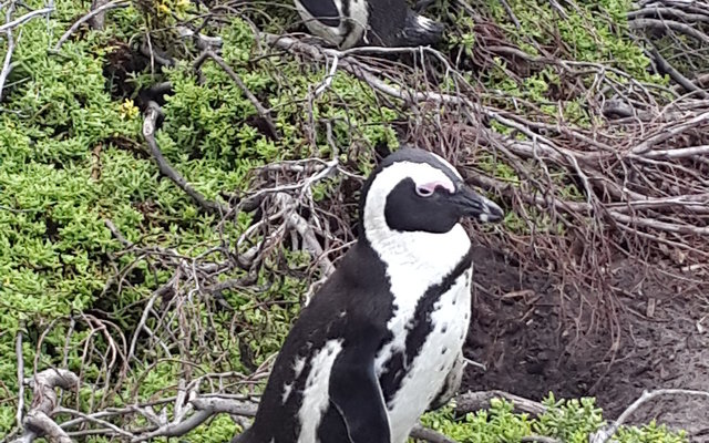 Stony Point Penguin Sanctuary in Betty's Bay