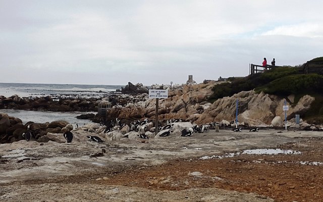 Stony Point Penguin Sanctuary in Betty's Bay