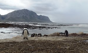 A Day in Betty's Bay