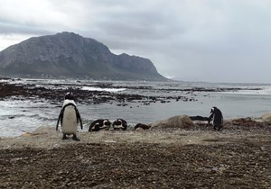 A Day in Betty's Bay