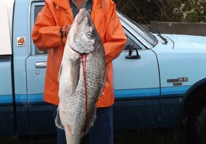 Stewige 17 Steenbras by Wrak gevang