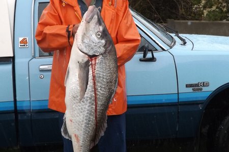 Gedurende die 7mm reÃ«n wat Woensdag, 10 Maart in Franskraal geval het, het Wynand Viljoen by die wrak geluk geslaan. Hierdie 1m14cm steenbras met Î„n gewig van 17kg is met Î„n mengsel van bloedwurm en prawn gevang. Herberg-aan-See het lekker aan hierdie vangs gesmul.  Foto: Monica Hayes