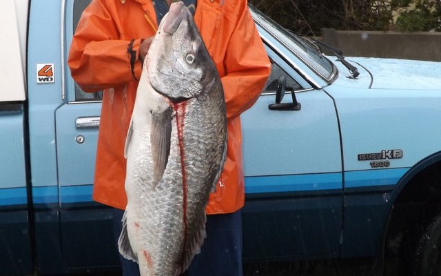 Gedurende die 7mm reÃ«n wat Woensdag, 10 Maart in Franskraal geval het, het Wynand Viljoen by die wrak geluk geslaan. Hierdie 1m14cm steenbras met Î„n gewig van 17kg is met Î„n mengsel van bloedwurm en prawn gevang. Herberg-aan-See het lekker aan hierdie vangs gesmul.  Foto: Monica Hayes