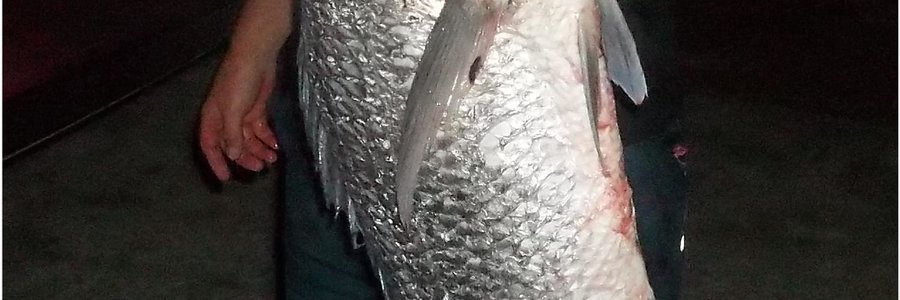 Albert van der Merwe is Donderdag met sonsak na Stanfordsbaai met die idee om vir â€˜n ordentlike haai te hengel, en daarvoor het hy sommer twee sardyne as aas gebruik. Na sowat â€˜n uur kry hy die verwagte byt en na so vyf minute se gespook is dit toe â€˜n mooi witsteenbras wat bo die water verskyn. Sy hengelmaat is kransaf en het die lywige vis aan die kieue beetgekry (want die gaffel lÃª mos by die huis!). Dis net toe dat die vis losruk, maar na â€˜n ordentlike gespartel lÃª die steenbras op die wal en na die binnegoed verwyder is weeg hy toe steeds agt kilogram.   