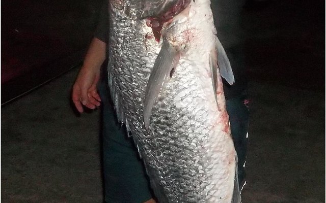Albert van der Merwe is Donderdag met sonsak na Stanfordsbaai met die idee om vir â€˜n ordentlike haai te hengel, en daarvoor het hy sommer twee sardyne as aas gebruik. Na sowat â€˜n uur kry hy die verwagte byt en na so vyf minute se gespook is dit toe â€˜n mooi witsteenbras wat bo die water verskyn. Sy hengelmaat is kransaf en het die lywige vis aan die kieue beetgekry (want die gaffel lÃª mos by die huis!). Dis net toe dat die vis losruk, maar na â€˜n ordentlike gespartel lÃª die steenbras op die wal en na die binnegoed verwyder is weeg hy toe steeds agt kilogram.   