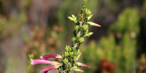 fynbos