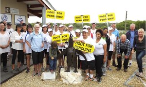 African Penguin Promises Waddle