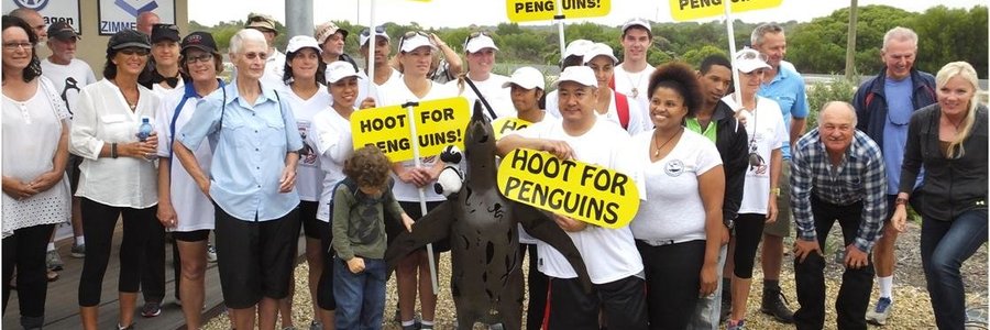 Gansbaai_African_Penguin_Promises_Waddle_1