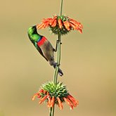 Sunbirds at Tides River Lodge