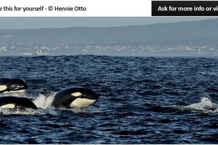 Wilfred Chivell en Hennie Otto het hierdie Orkas Sondagmiddag in die baai gesien. Hulle was deur Paul Hendrik Franken in kennis gestel dat daar â€˜n groot groep dolfyne in die area is en met diÃ© is hulle uit op Whale Whisperer om te gaan ondersoek instel. Saam met die groep dolfyne (Common Dolphins) het hulle die groep van ses Orkas ook gesien.