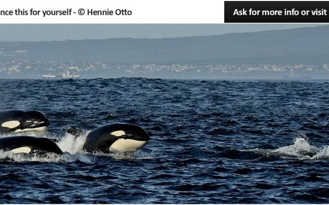 Wilfred Chivell en Hennie Otto het hierdie Orkas Sondagmiddag in die baai gesien. Hulle was deur Paul Hendrik Franken in kennis gestel dat daar â€˜n groot groep dolfyne in die area is en met diÃ© is hulle uit op Whale Whisperer om te gaan ondersoek instel. Saam met die groep dolfyne (Common Dolphins) het hulle die groep van ses Orkas ook gesien.