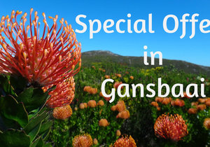 Special Offers in Gansbaai