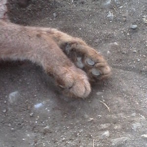 The male, whom I named Wild, paws as he laid lifeless on the dirt road. May these beautiful boy's paws roam free accross the golden bridge