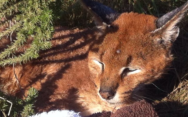 A brave lady....who changed my life forever